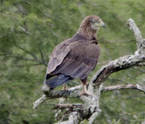 Bateleur des savanes