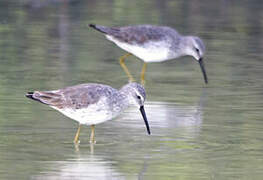 Stilt Sandpiper