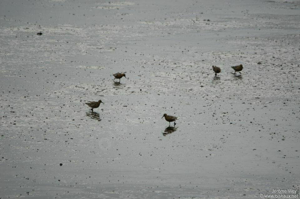 Red Knot