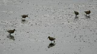 Red Knot