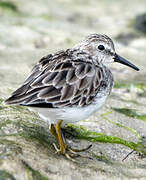 Least Sandpiper