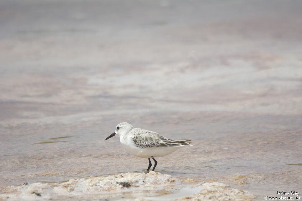 Sanderling