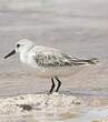 Bécasseau sanderling