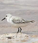 Sanderling