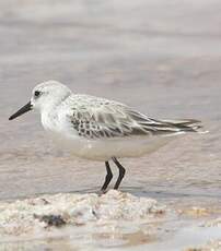 Bécasseau sanderling