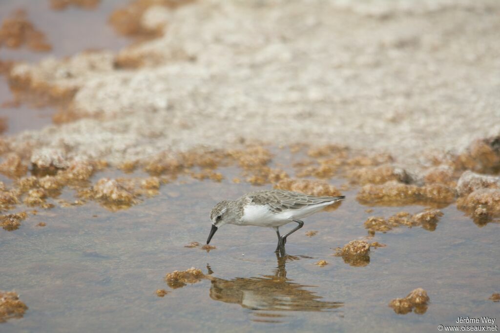 Semipalmated Sandpiper