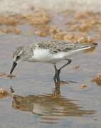 Semipalmated Sandpiper