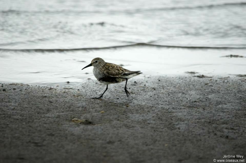 Bécasseau variable