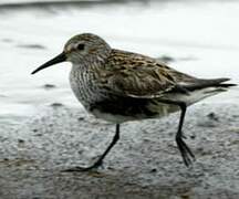 Dunlin