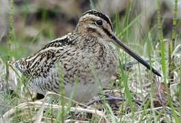 Common Snipe