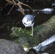 Mountain Wagtail