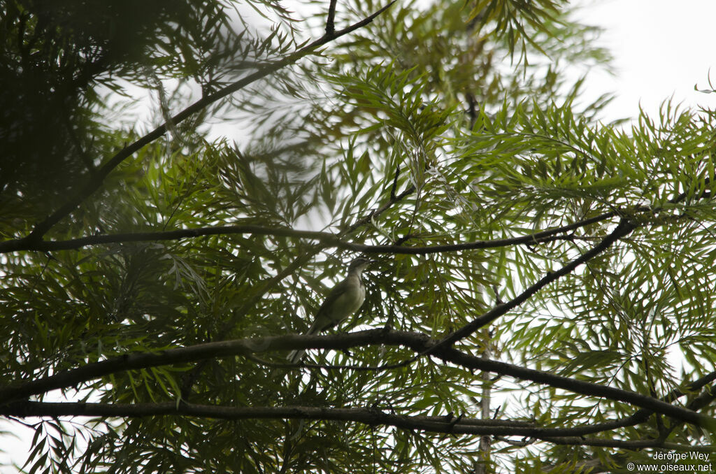 Cape Wagtail