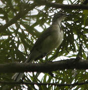 Cape Wagtail