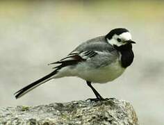 White Wagtail