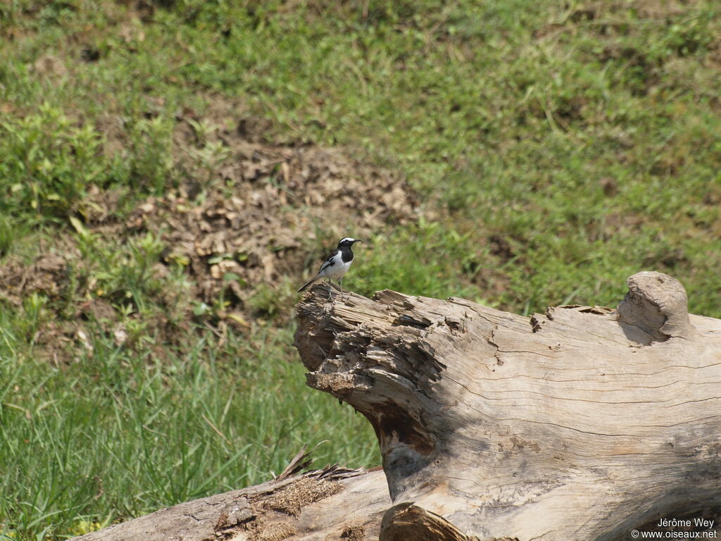 White-browed Wagtail