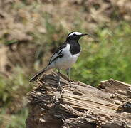 White-browed Wagtail