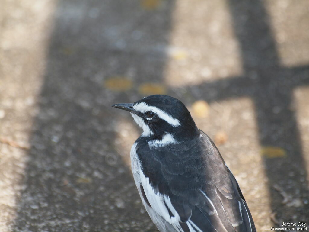 African Pied Wagtail