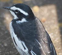 African Pied Wagtail