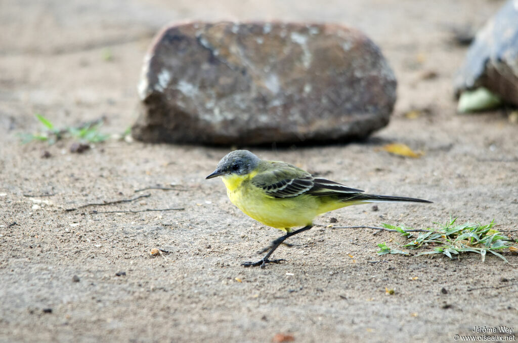 Western Yellow Wagtail