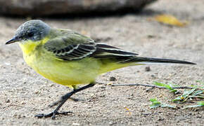 Western Yellow Wagtail