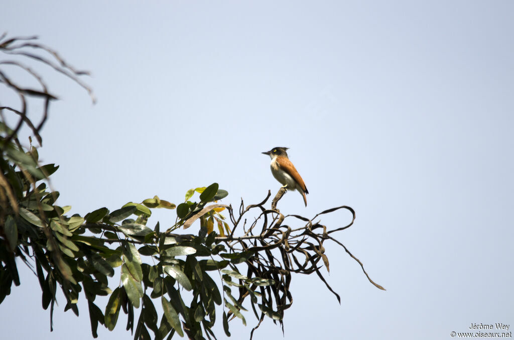 Black-and-white Shrike-flycatcher