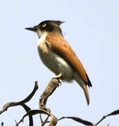 Black-and-white Shrike-flycatcher