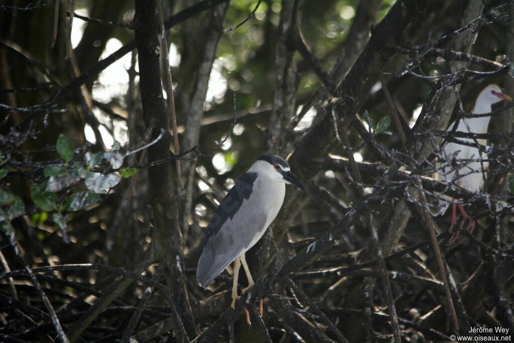 Black-crowned Night Heron