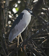 Bihoreau gris