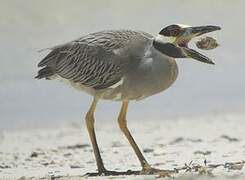 Yellow-crowned Night Heron