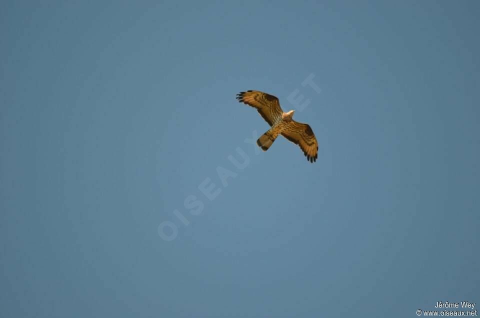 European Honey Buzzard