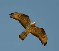 European Honey Buzzard