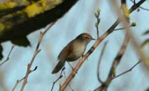 Cetti's Warbler