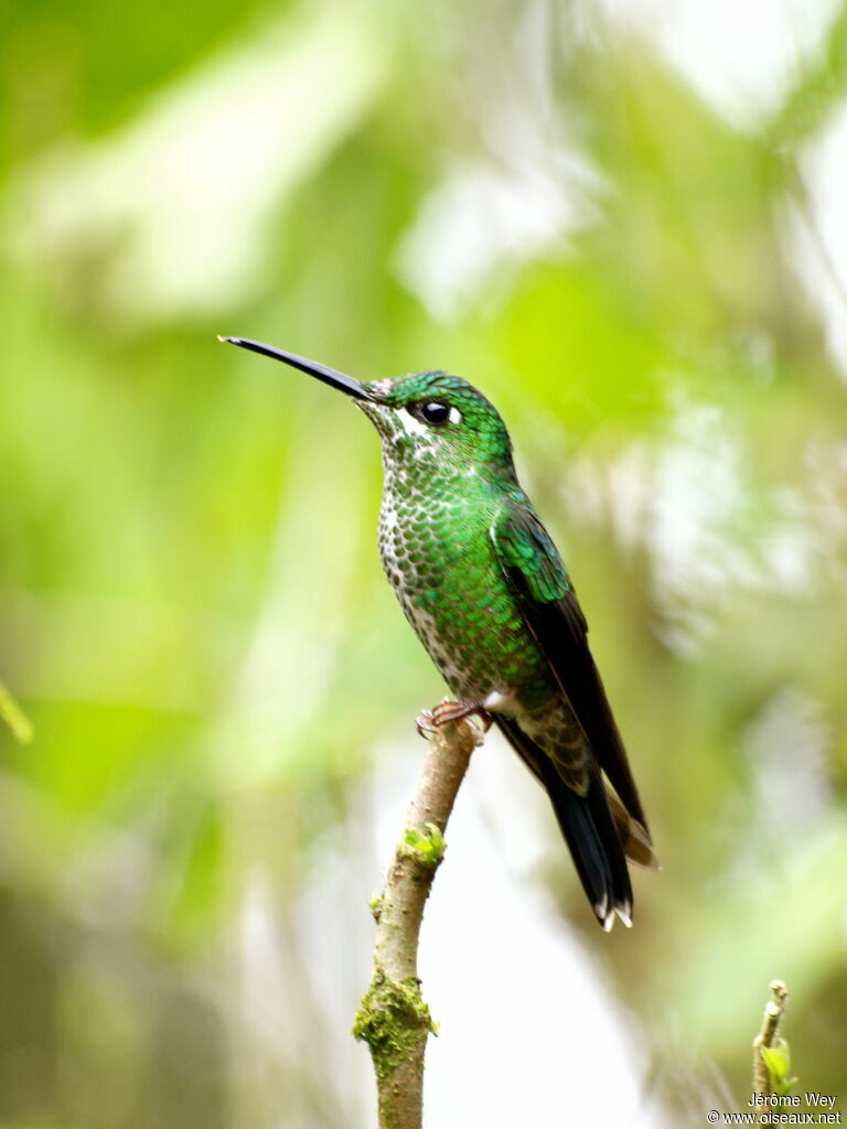 Green-crowned Brilliant