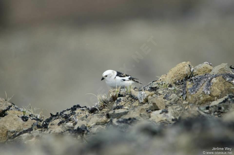 Snow Bunting