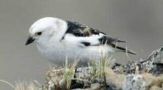 Snow Bunting