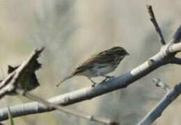 Common Reed Bunting