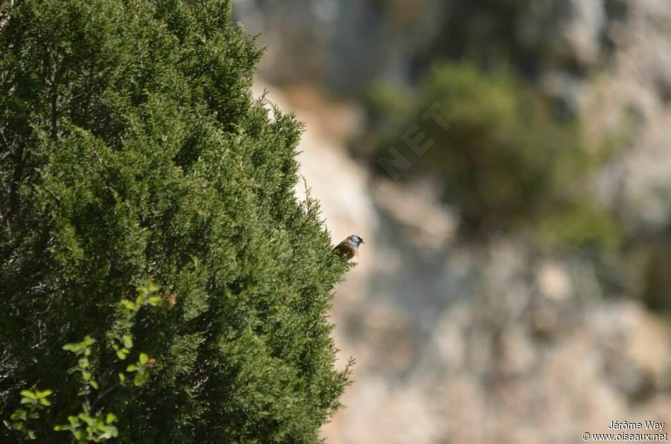 Rock Bunting