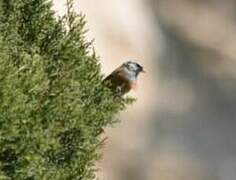 Rock Bunting