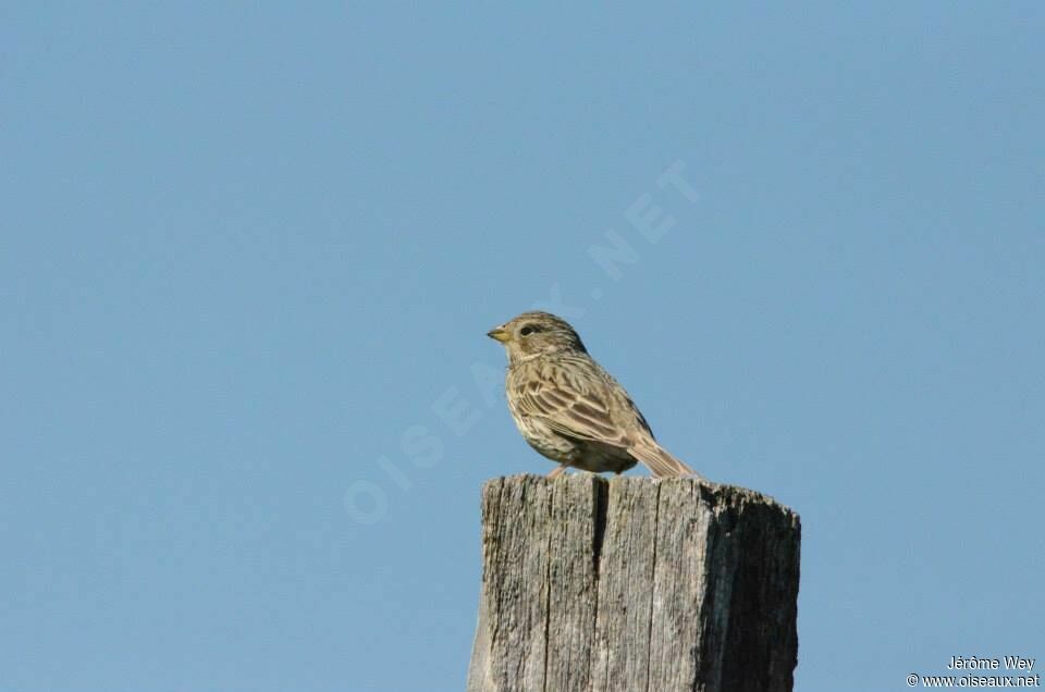 Corn Bunting