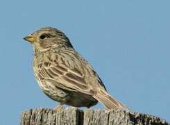 Corn Bunting