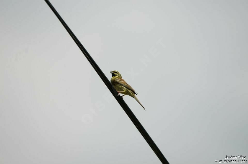 Cirl Bunting