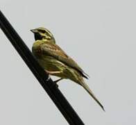 Cirl Bunting