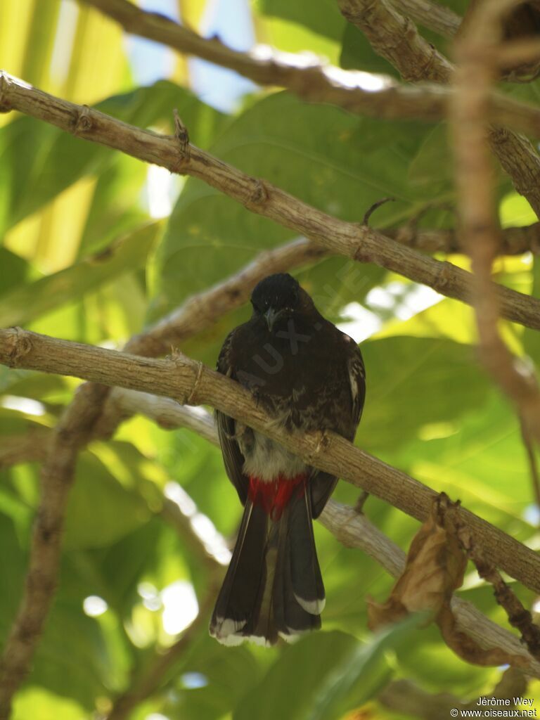 Bulbul à ventre rouge