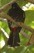 Bulbul à ventre rouge