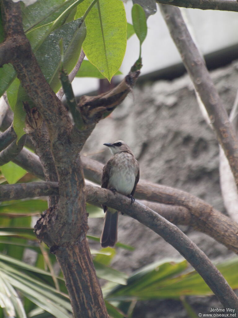 Yellow-vented Bulbul