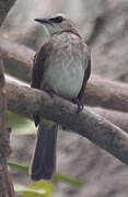 Yellow-vented Bulbul