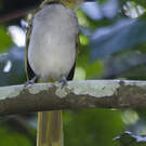 Bulbul nicator