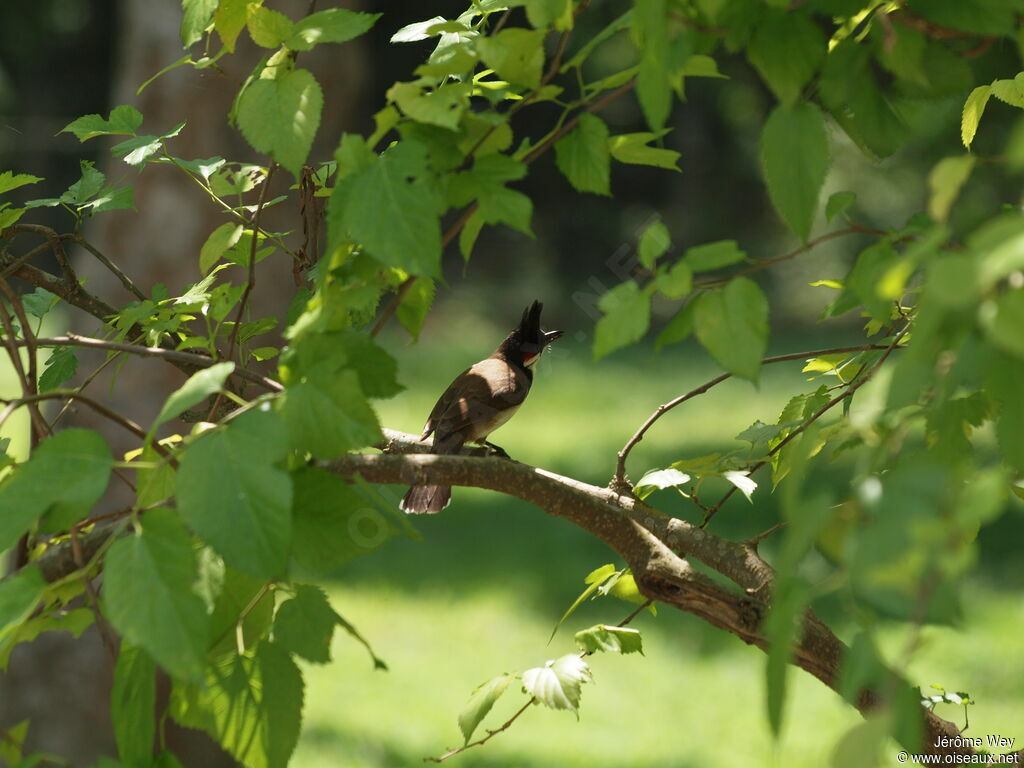 Red-whiskered Bulbul