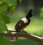 Red-whiskered Bulbul