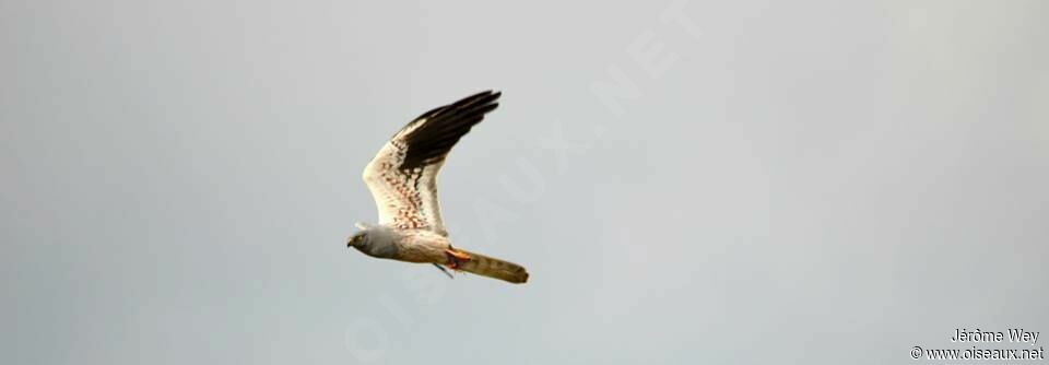 Montagu's Harrier